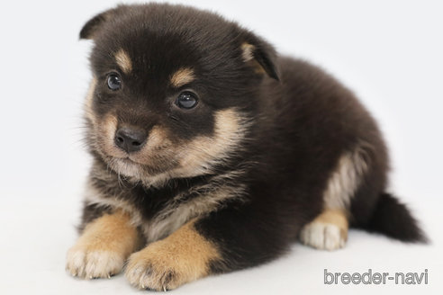 成約済の神奈川県のミックス犬-322557の2枚目